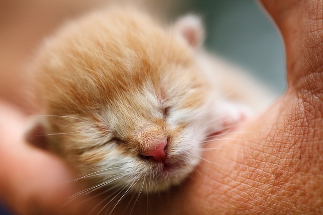 Orange Tabby Kitten