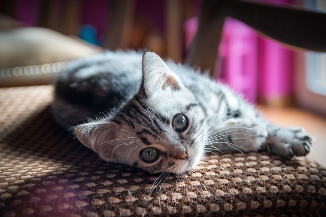 Orange Tabby Kitten