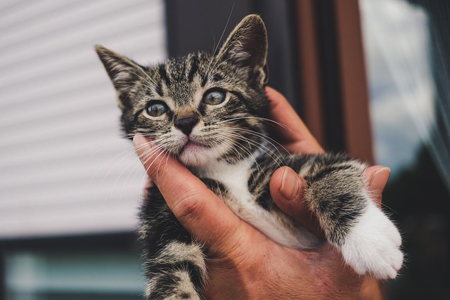 Orange Tabby Kitten