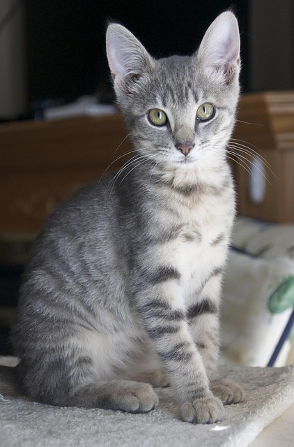 orange-tabby-kitten-640x480-53163981.jpeg