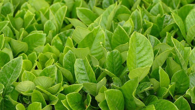 Peppermint Tea