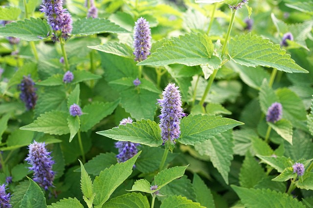 Peppermint Tea