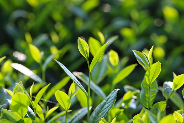 Peppermint Tea