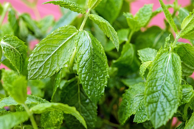 peppermint-tea-640x480-8406972.jpeg