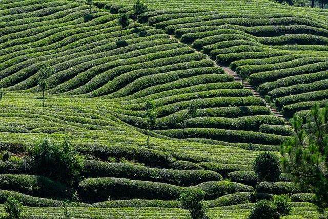 Peppermint Tea Benefits: Unlocking Natural Healing for Whole-Body Wellness