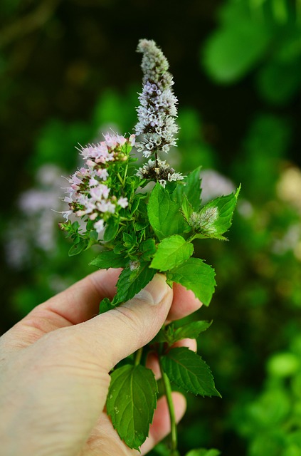 Peppermint Tea