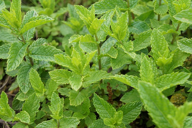 Peppermint Tea: Natural Allergy Relief You Can Trust