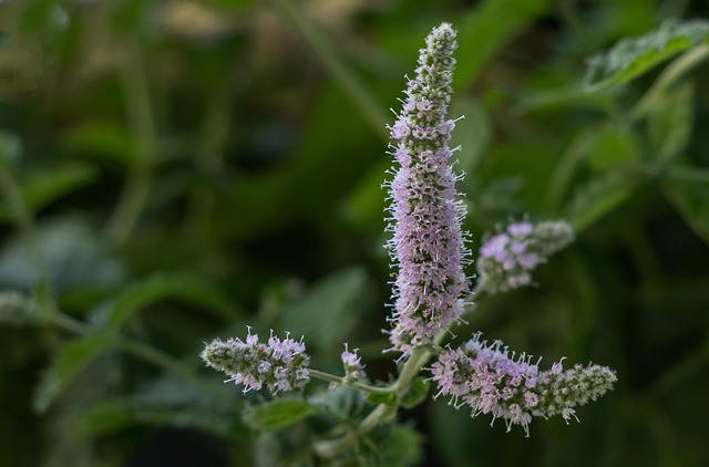 Peppermint Blends: Timeless Teas & Seasonal Warmers for Every Occasion