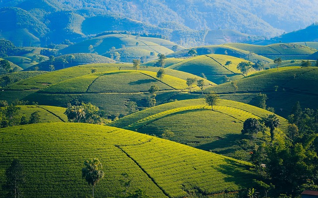 peppermint-tea-640x480-94950570.jpeg