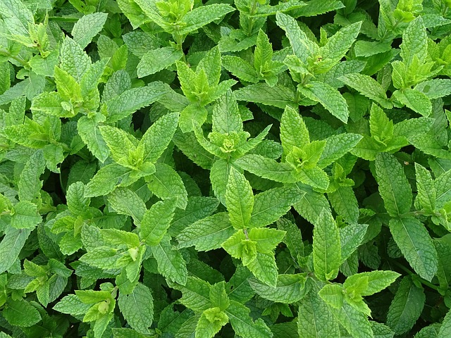 Peppermint Tea: Unlocking Wellness and Calmness in Every Sip