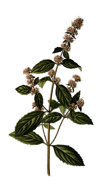 Peppermint Tea Benefits