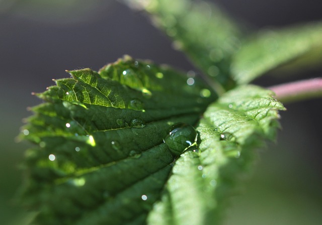 Peppermint Tea Benefits