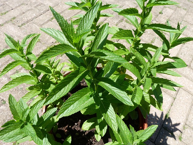 peppermint-tea-benefits-640x480-62255754.jpeg