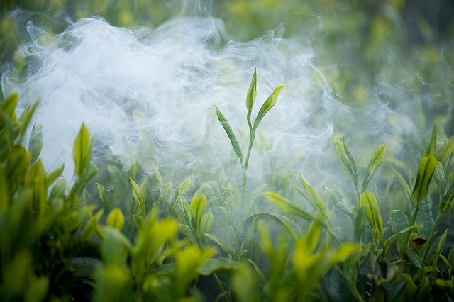 Peppermint Tea Benefits