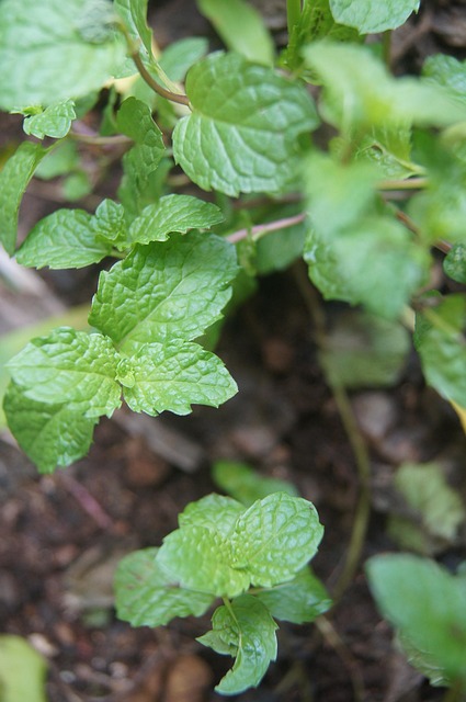 Peppermint Tea Benefits