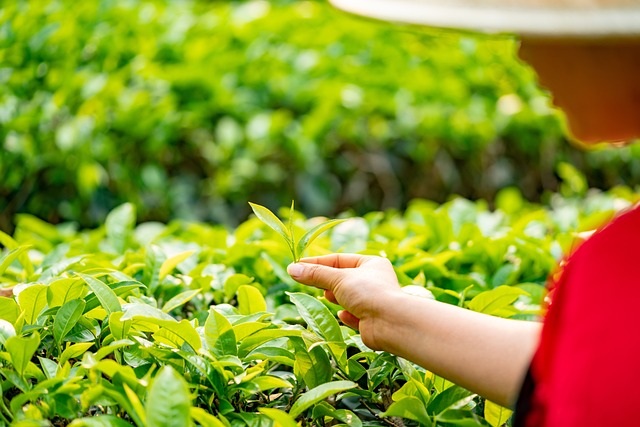 Peppermint Tea Benefits