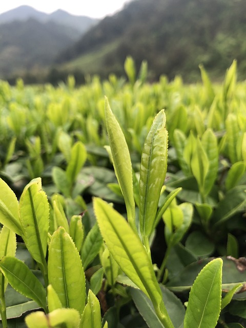 Peppermint Tea Benefits