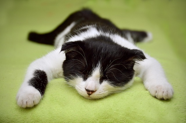 playful-marmalade-cats-640x480-44150709.jpeg