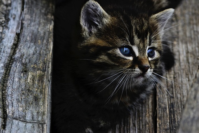 Playful Marmalade Cats