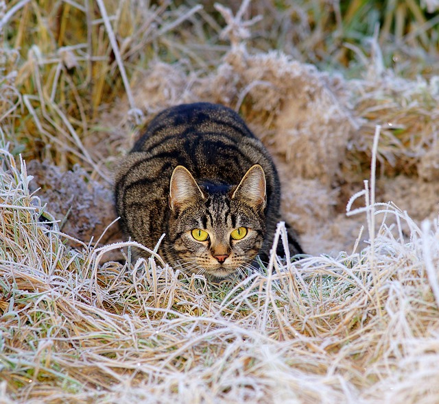 Tabby Cats