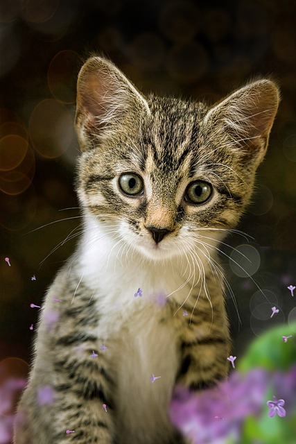 Tabby Cats