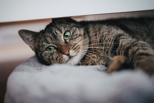 Tabby Cats