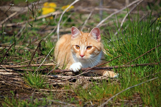Tabby Cats