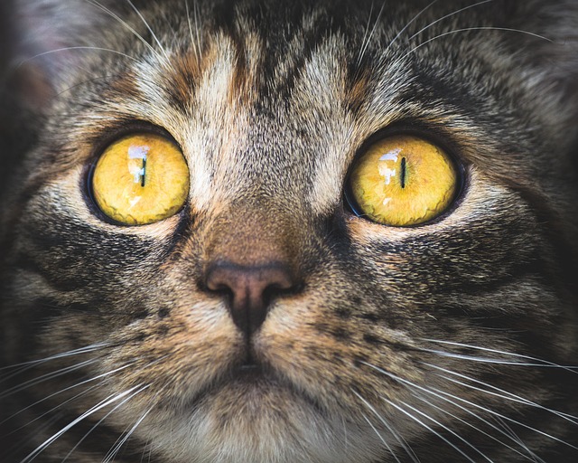 Tabby Cats