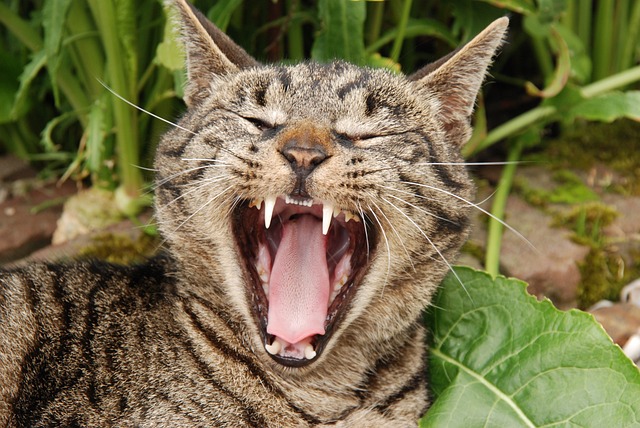 teeth-grinding-solutions-640x480-42015315.jpeg