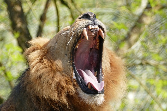 tooth extractions