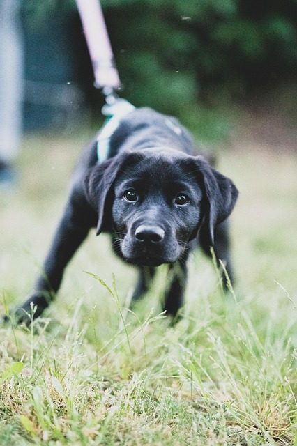 best air purifier for pets
