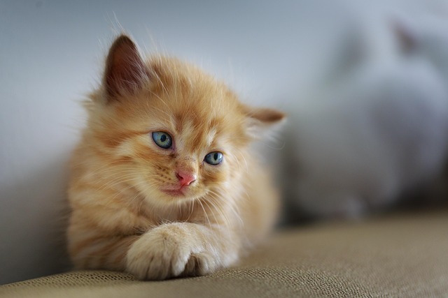 best air purifier for pets