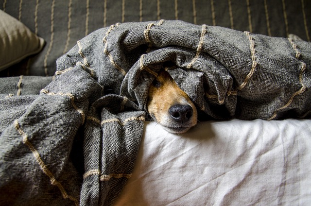 best air purifier for pets