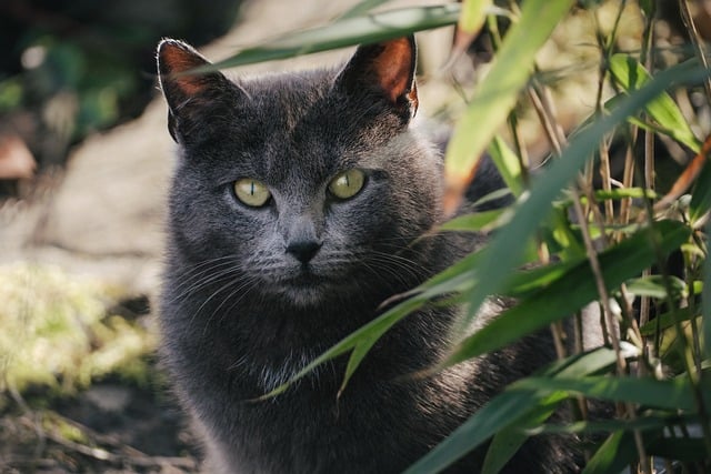 best air purifier for pets