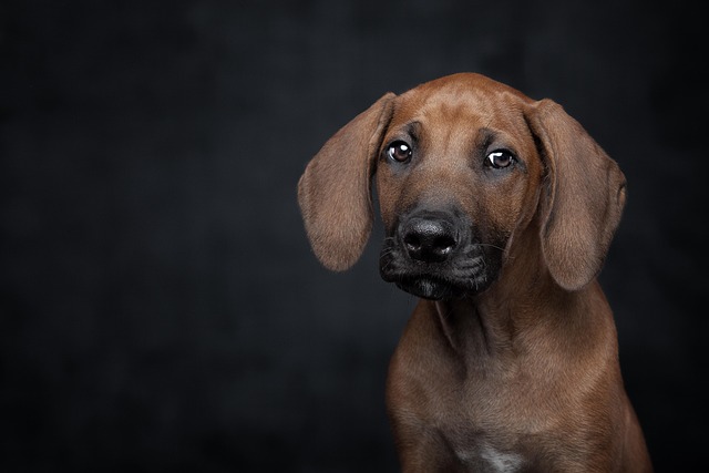 best air purifier for pets