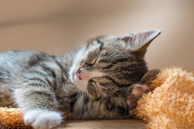 Cute Orange Cats