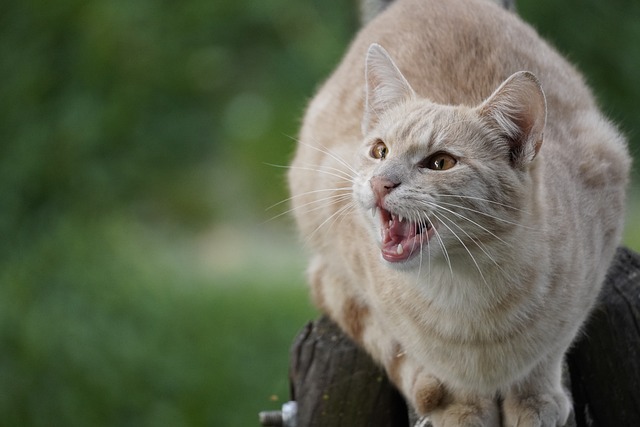 Unleashing Playfulness and Love: The Domestic Cat’s World