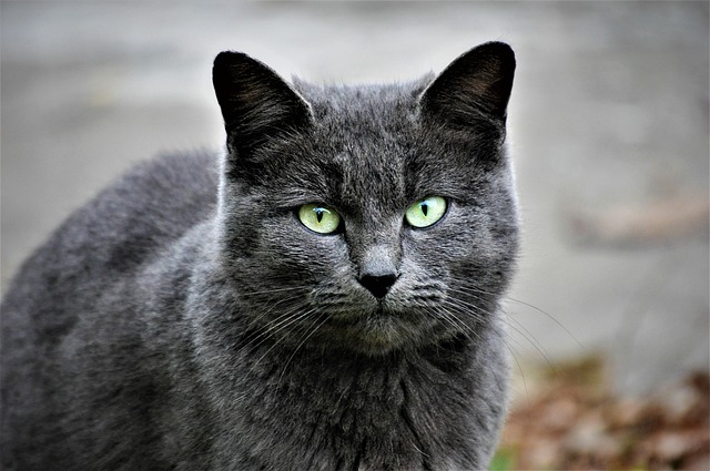 domestic-cats-640x480-88316875.jpeg