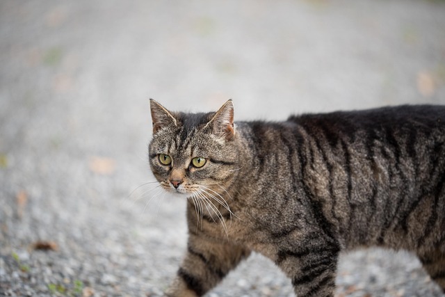 Domesticated Tabby Cats