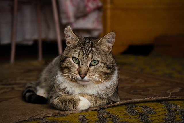 Domesticated Tabby Cats