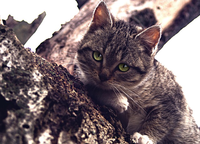 Domesticated Tabby Cats