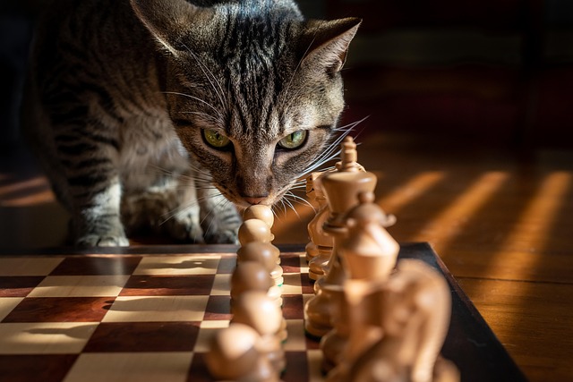 Domesticated Tabby Cats
