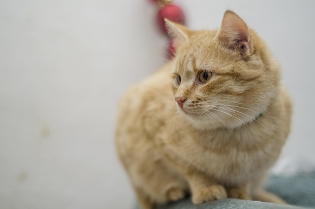 Orange Tabby