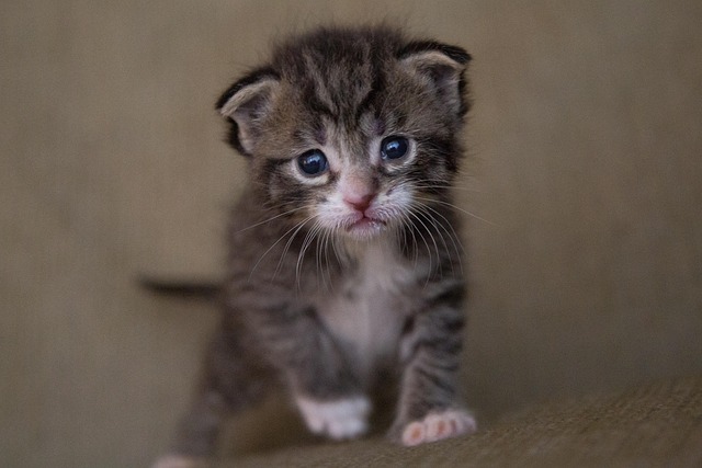 Orange Tabby Kitten