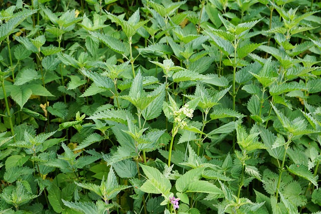 Peppermint Tea