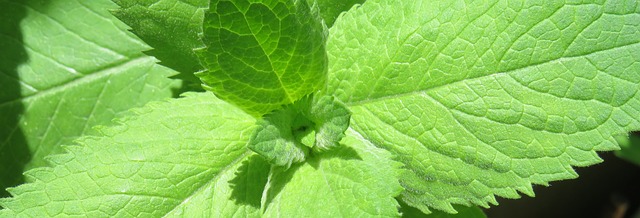 Peppermint Tea