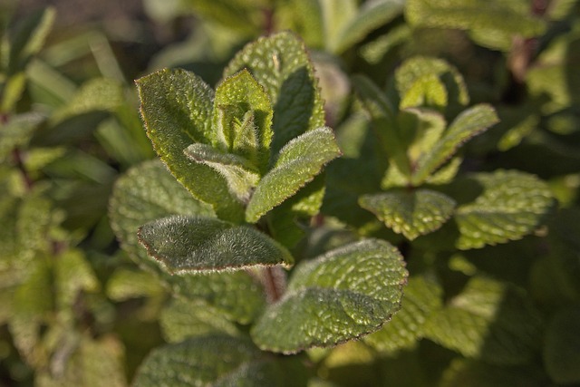 Peppermint Tea