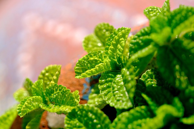 Peppermint Tea
