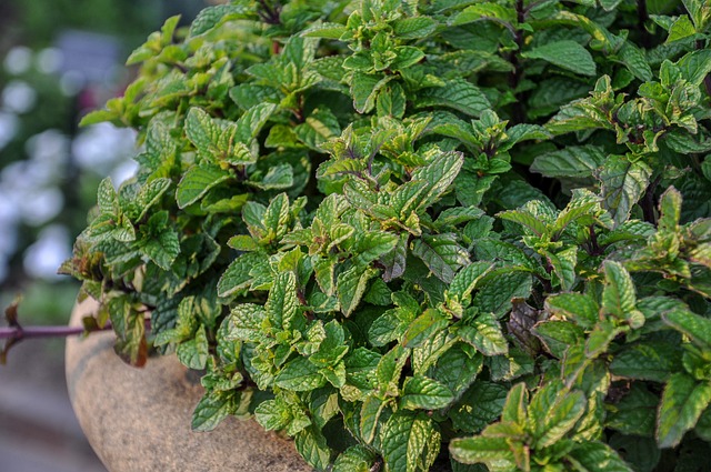 peppermint-tea-640x480-83804405.jpeg