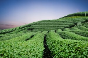 peppermint-tea-benefits-640x480-27507939.jpeg